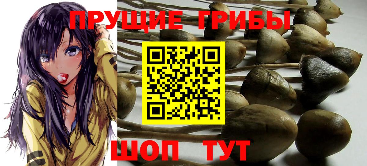 Псилоцибиновые грибы мицелий  Вход с VPN  Звенигород 
